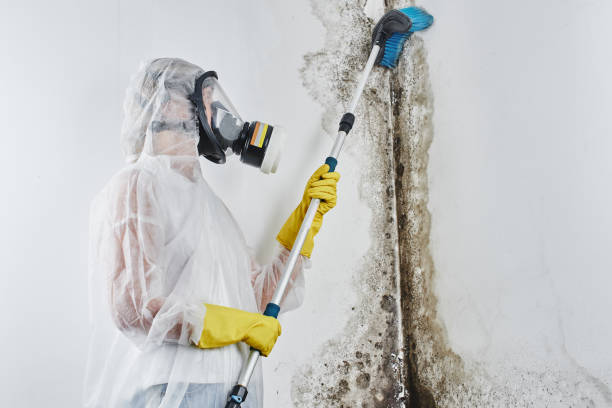 Best Local Mold Removal Service  in Magnolia, TX