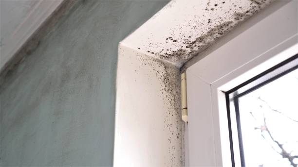 Best Office Mold Removal Services  in Magnolia, TX