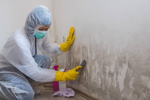 Best Residential Mold Removal  in Magnolia, TX
