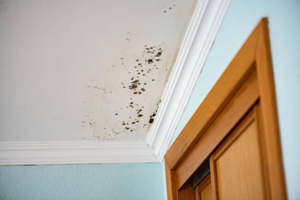 Best Mold Testing  in Magnolia, TX