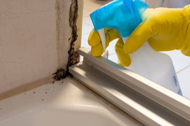 Best Mold Testing  in Magnolia, TX