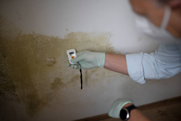Best Toxic Mold Removal  in Magnolia, TX