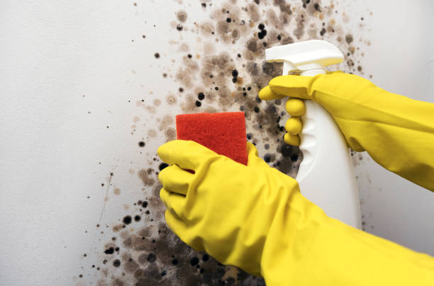 Reliable Magnolia, TX Mold Removal Solutions
