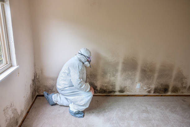 Best Office Mold Removal Services  in Magnolia, TX