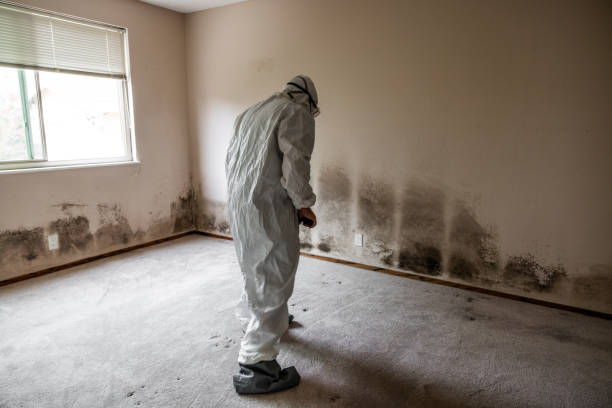Best Mold Removal Company Near Me  in Magnolia, TX