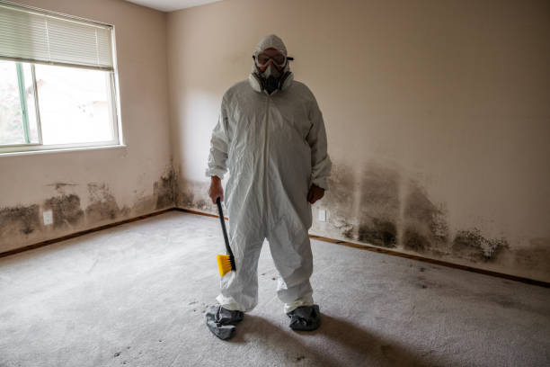 Attic Mold Removal in Magnolia, TX