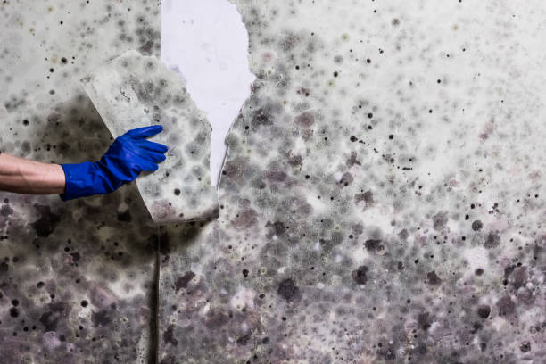 Best Home Mold Removal  in Magnolia, TX