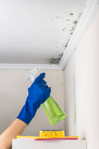 Best Attic Mold Removal  in Magnolia, TX