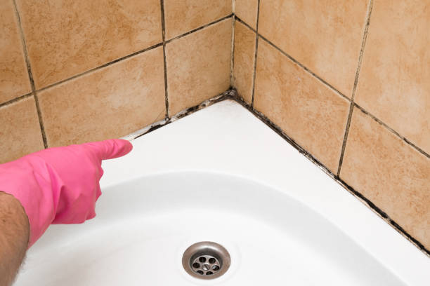 Best Mold Remediation Services  in Magnolia, TX